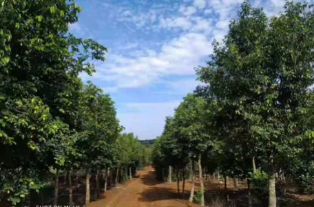 诚香银航(沉香服务平台) 诚香银航(沉香服务平台)