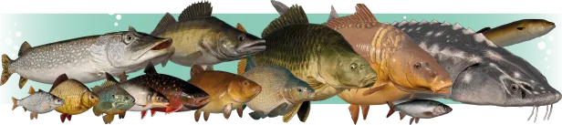 ����˹����ģ����