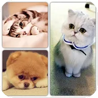 ��Ƭƴͼ2026���ذ�װ