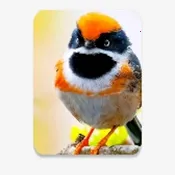 С��Ϻֱ��(����ֱ������)v1.3.3 �ٷ�����