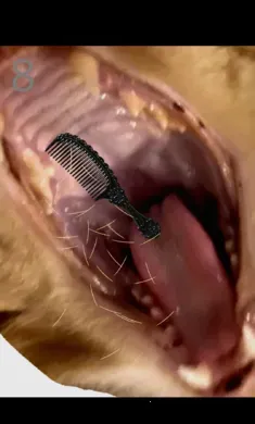 ��è��ë(è����ëС��Ϸ)v1.0 �ֻ����ͼ