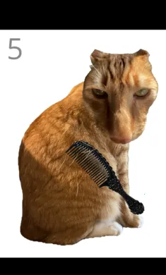 ��è��ë(è����ëС��Ϸ)v1.0 �ֻ����ͼ