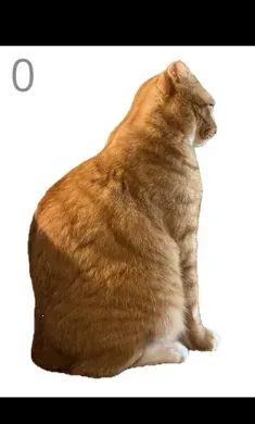 ��è��ë(è����ëС��Ϸ)v1.0 �ֻ����ͼ