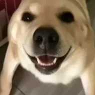 �󹷽���Ϸ������ư�(������ģ����Ϸ)v1.1 �ֻ���